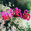 THE HIRS COLLECTIVE - FRIENDS. LOVERS. FAVORITES.