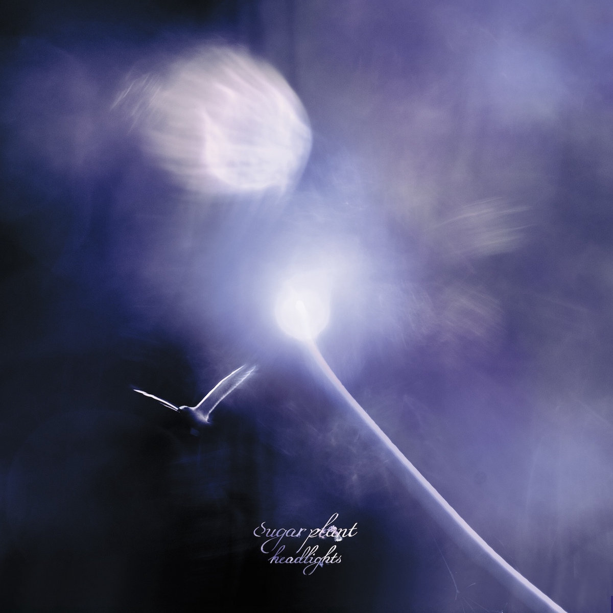 headlights | sugar plant