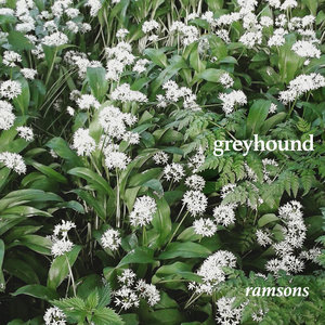 Greyhound — ramsonsgreyhound