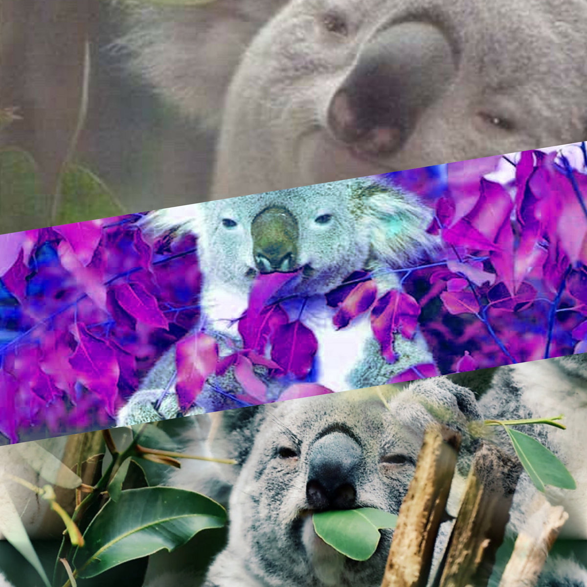 Koalaです。 🐨やしじゅん🐨コアラー(2025もコアラ年) | かわいすぎるディコ