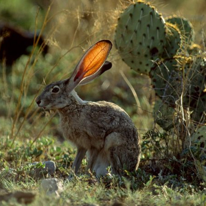 Distress Calls Jack Rabbit Live!