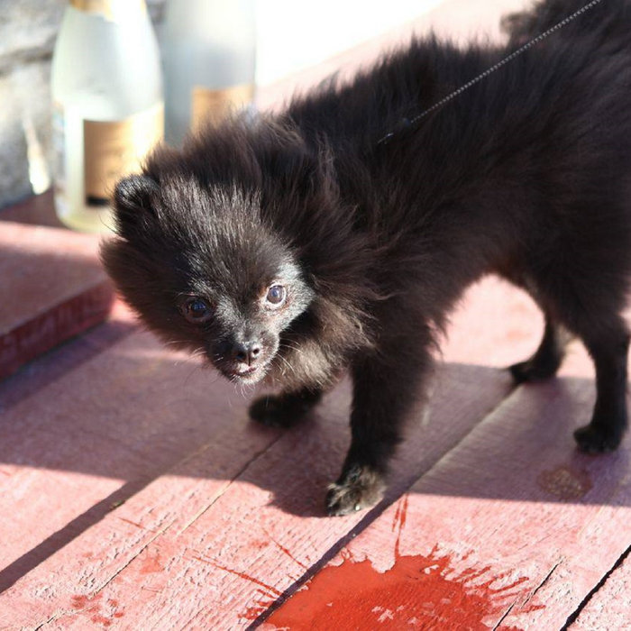 Epic Waste Of Love And Understanding | Brom | Skuckx Records