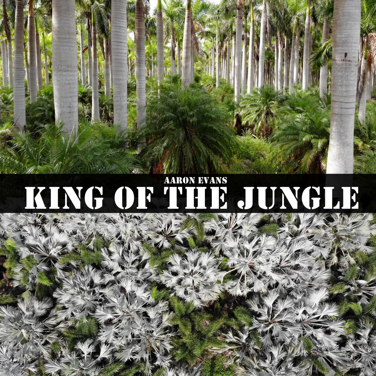 King Of The Jungle Aaron Evans