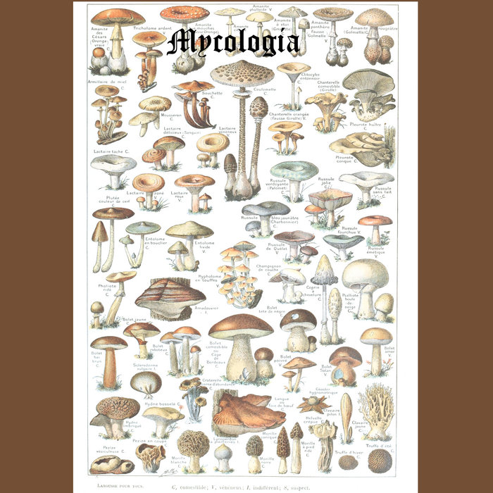 Assorted Mushrooms of New England Mycologia