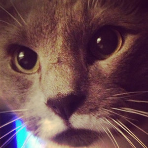 Third Floor King (He's A Cat) cover