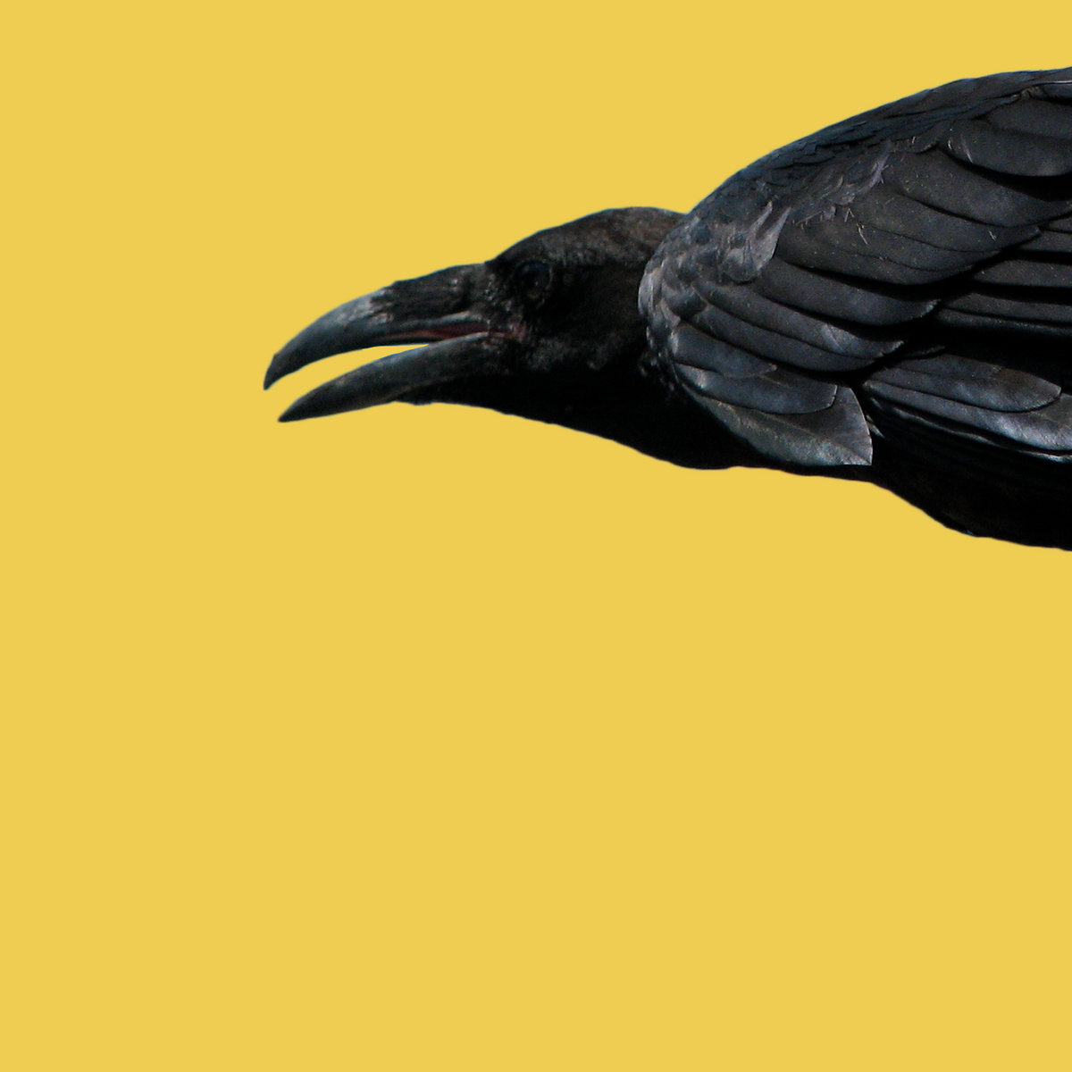 Cruachan лого. Dj crow исполнитель. Crow mp3. Crow mp3. Crow mp3.