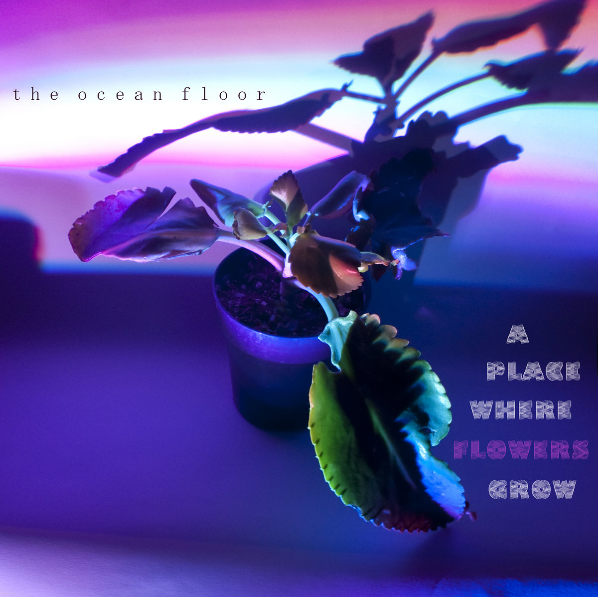 A Place Where Flowers Grow The Ocean Floor