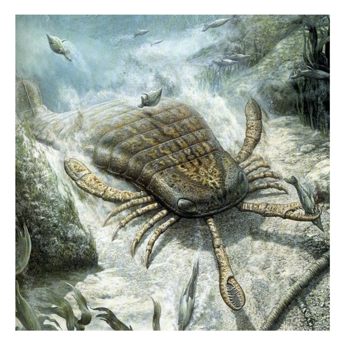 eurypterid eurypterid