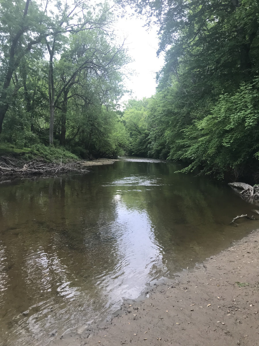 Songs for Birdwatching or Stargazing the Space Cadets