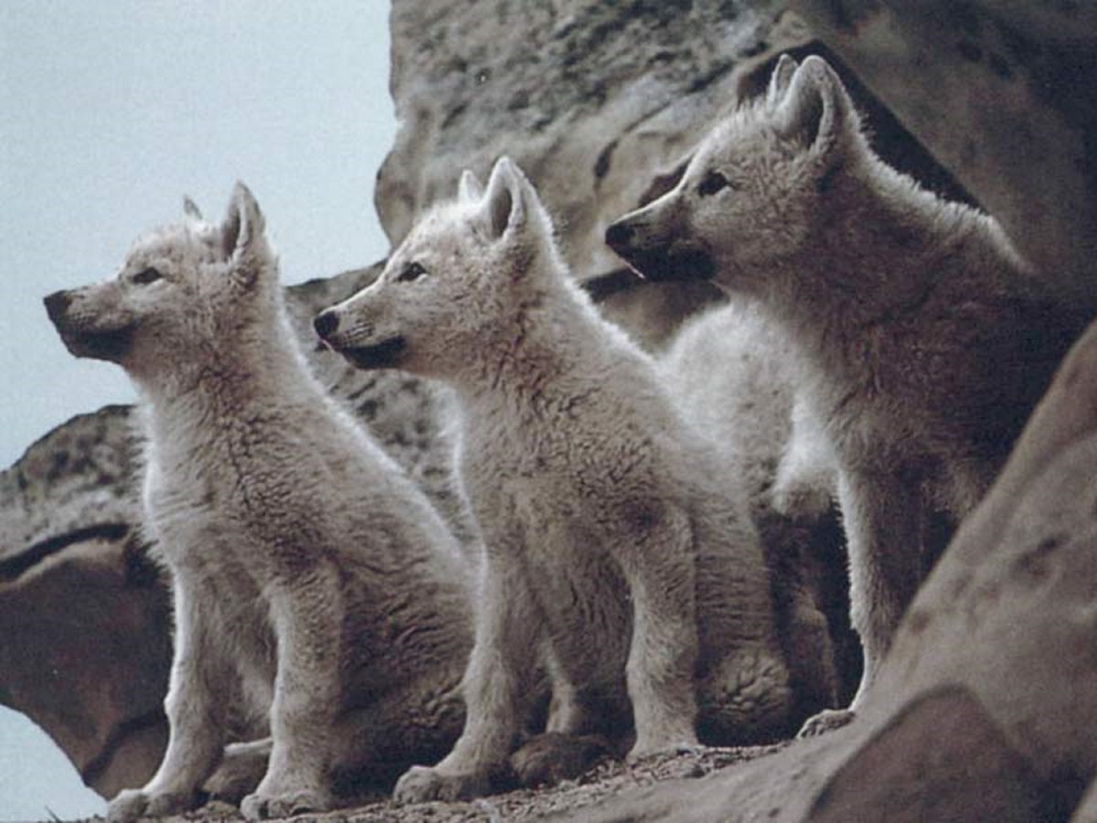 Escaping Tail End Of Winter By Roaming >> Winter Wolf Pt Ix 8bit Superjam Cubs Try To Have A Little Fun After Escaping Tail End Of Winter By Roaming >> Winter Wolf Pt Ix 8bit Superjam Cubs Try To Have A Little Fun After
