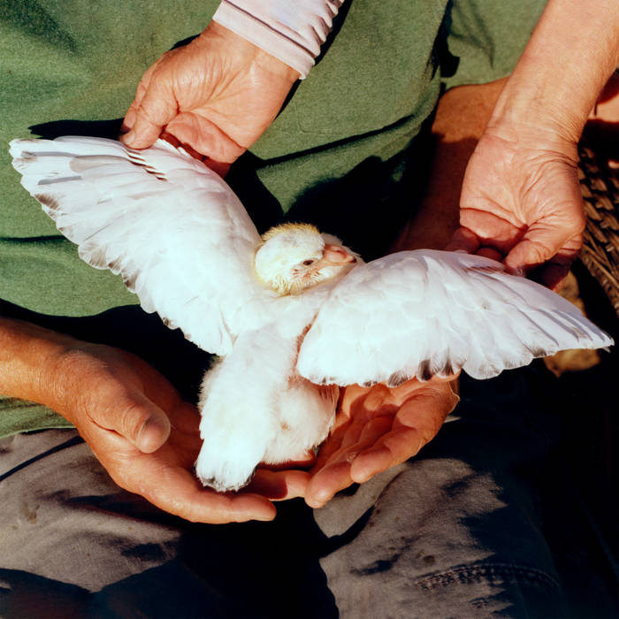 I Can't Smell The Roses Underground | Angel Investor