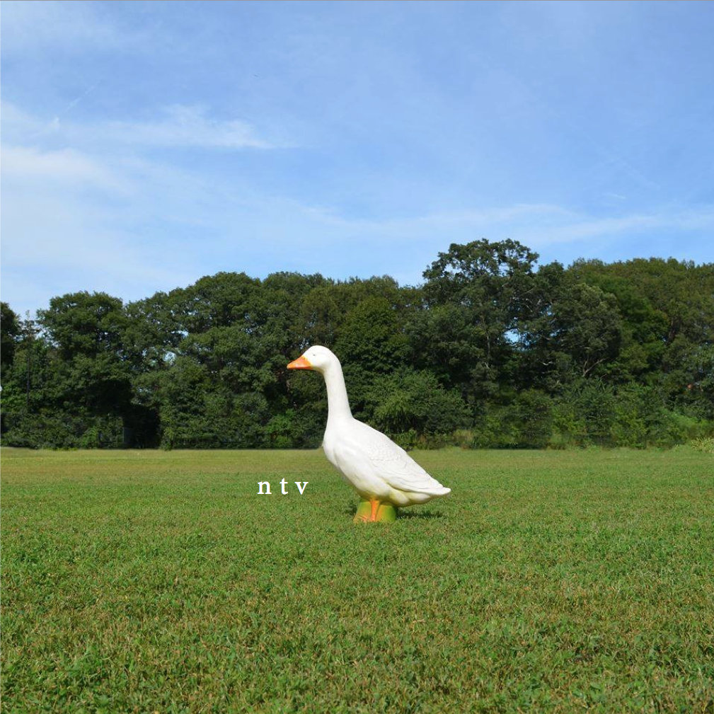 House Goose Not The Village