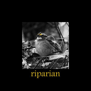 riparian cover