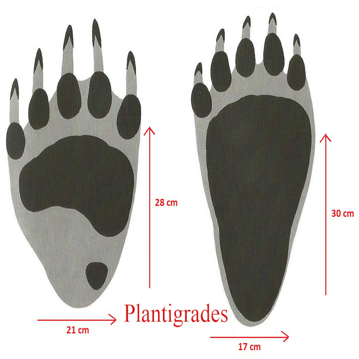 Plantigrades - 2020/2021 | yves Miara / david Rueff | Yves Miara