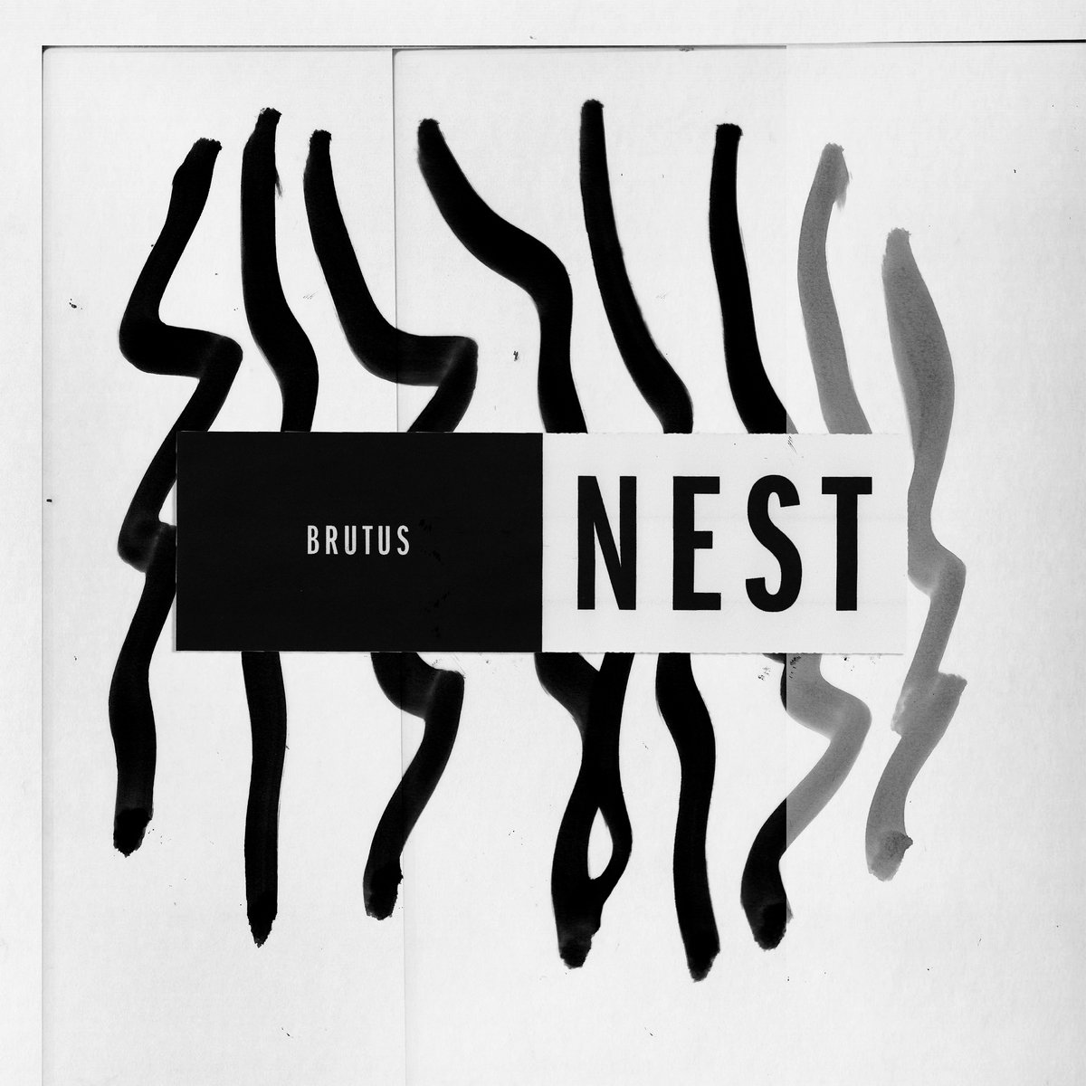 Image result for brutus nest