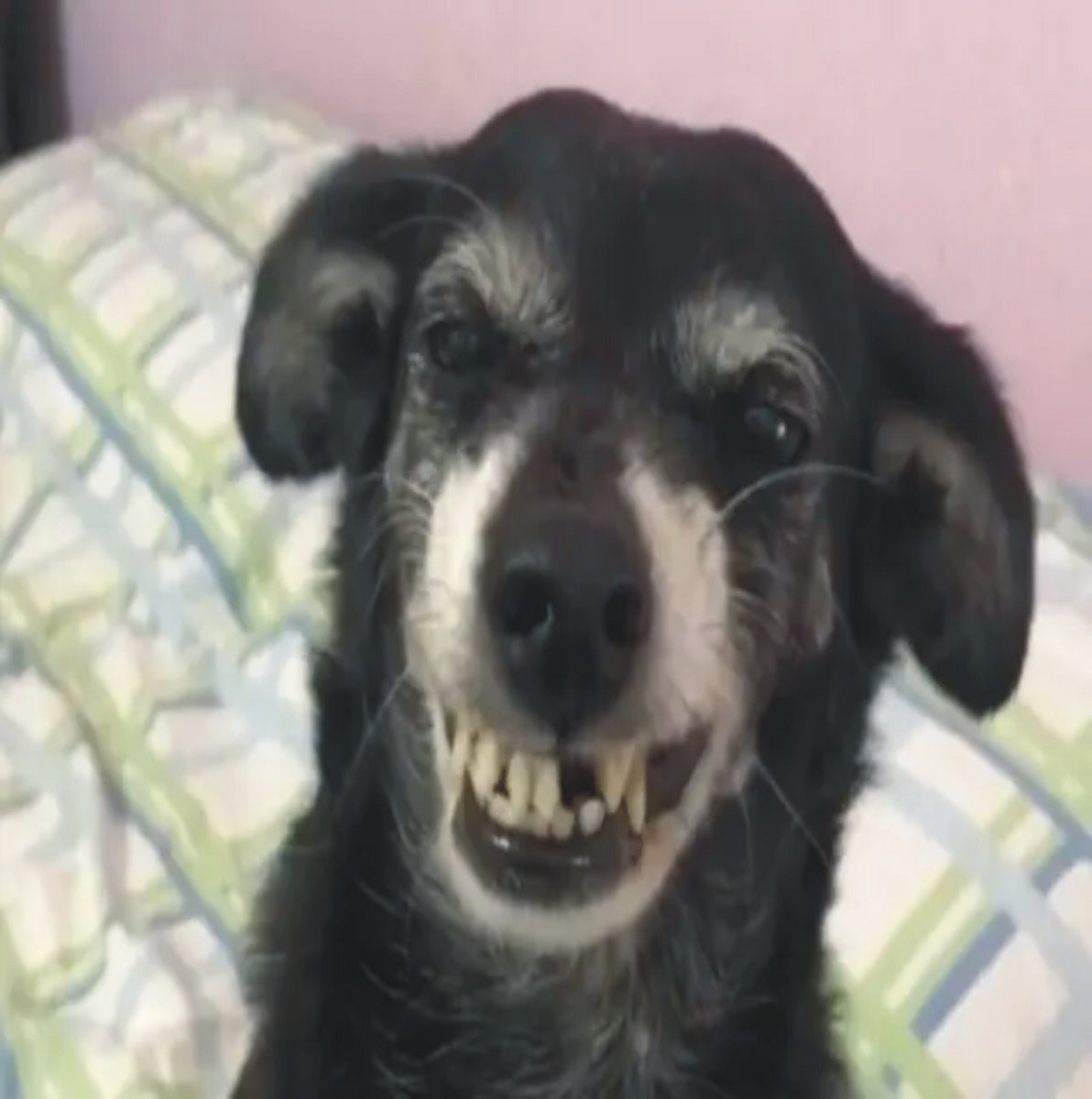 Cara do cachorro Clearance