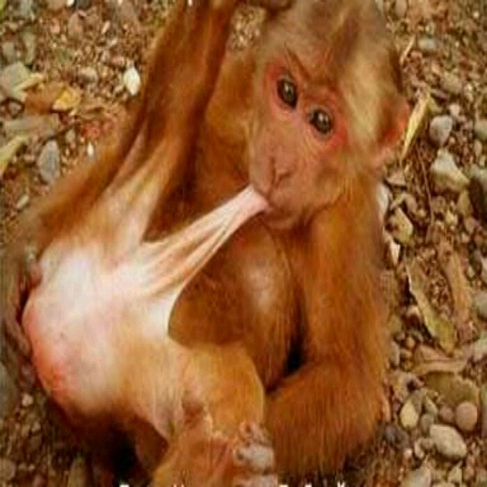 Monkey Sucking Own Dick Monkey Sucking Own Dick