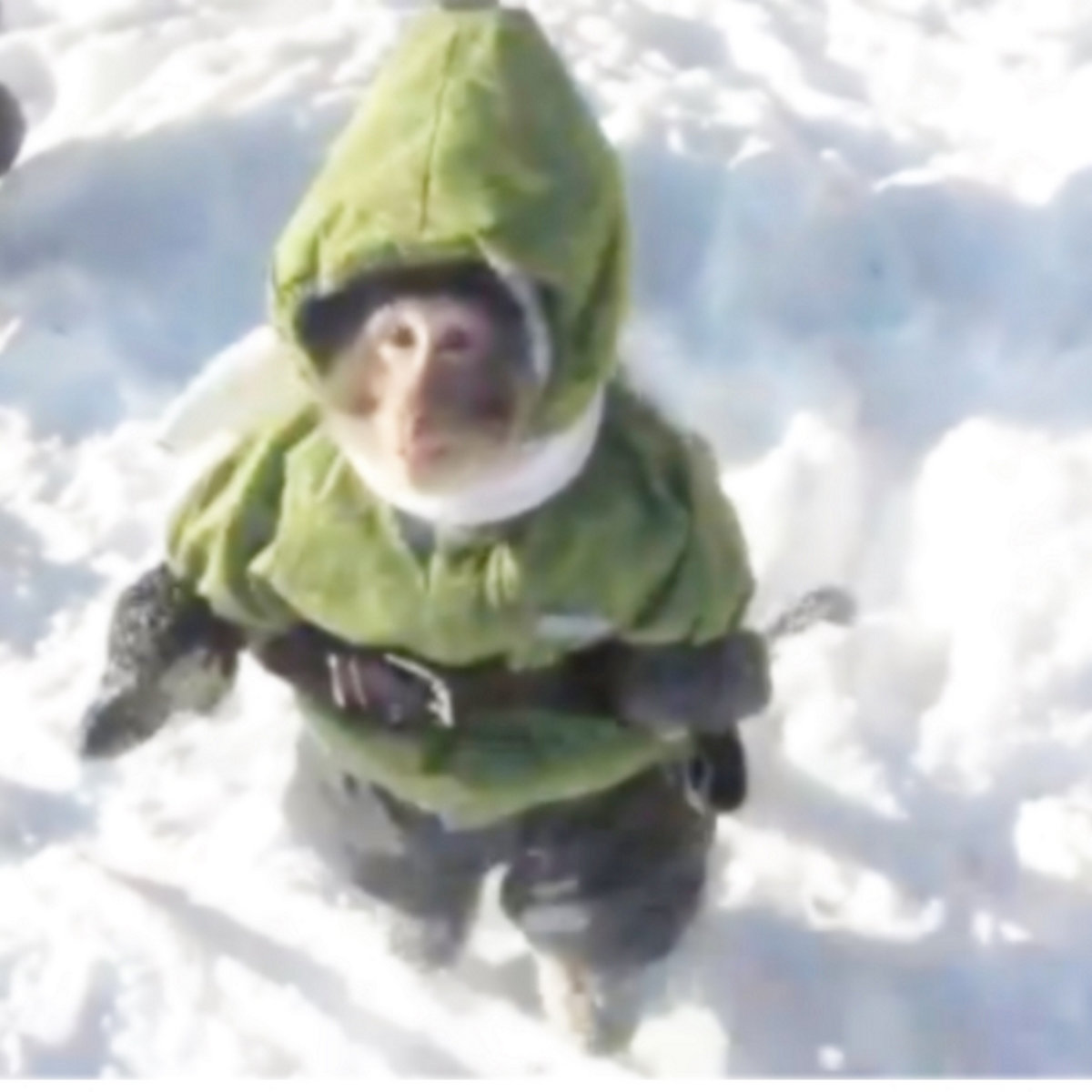 photo Funny Monkey Song Lyrics funee monkee gif