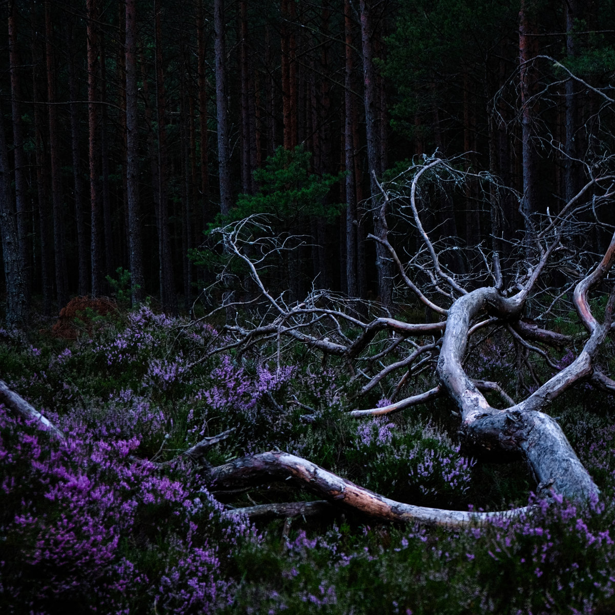 Ego Death by Aho Ssan & Resina