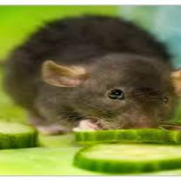 The Rat Lab Cucumber