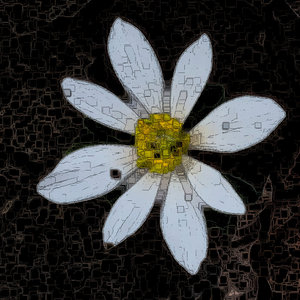 Bloom Drift cover