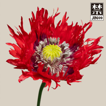 Music | JIN