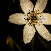 Seeking Light (Demo) cover art