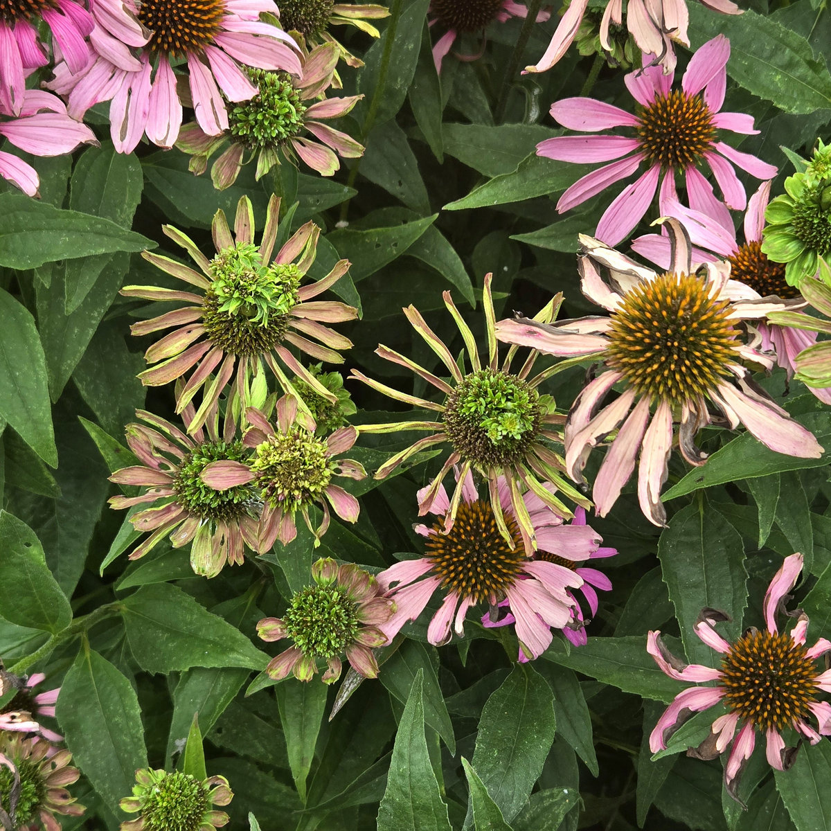 Deflowered | Signs of a Struggle