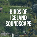 Birds Of Iceland - Seagulls, Puffins, Gannets, Guillemots, Razorbills, Snipes