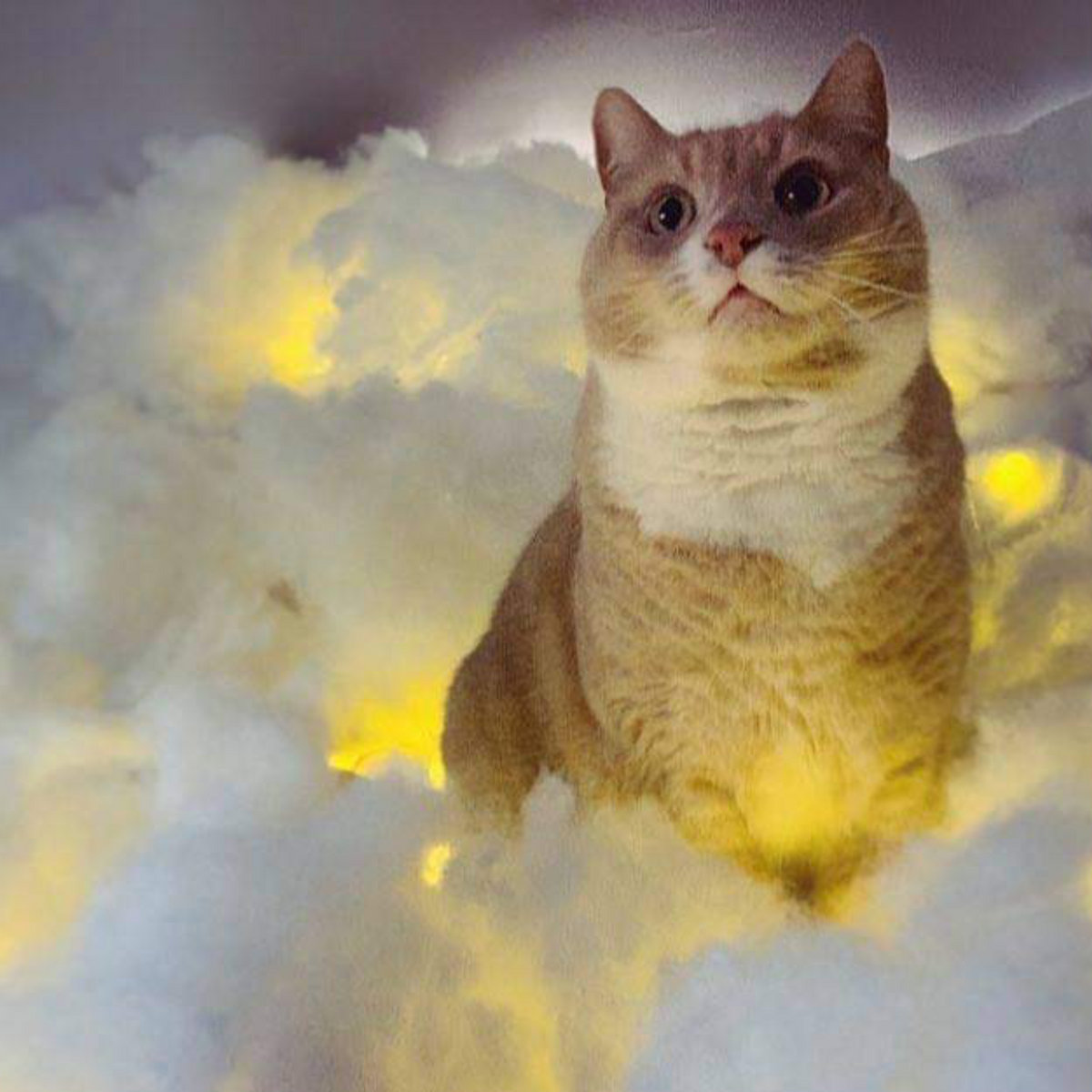 Cat purring sound machine