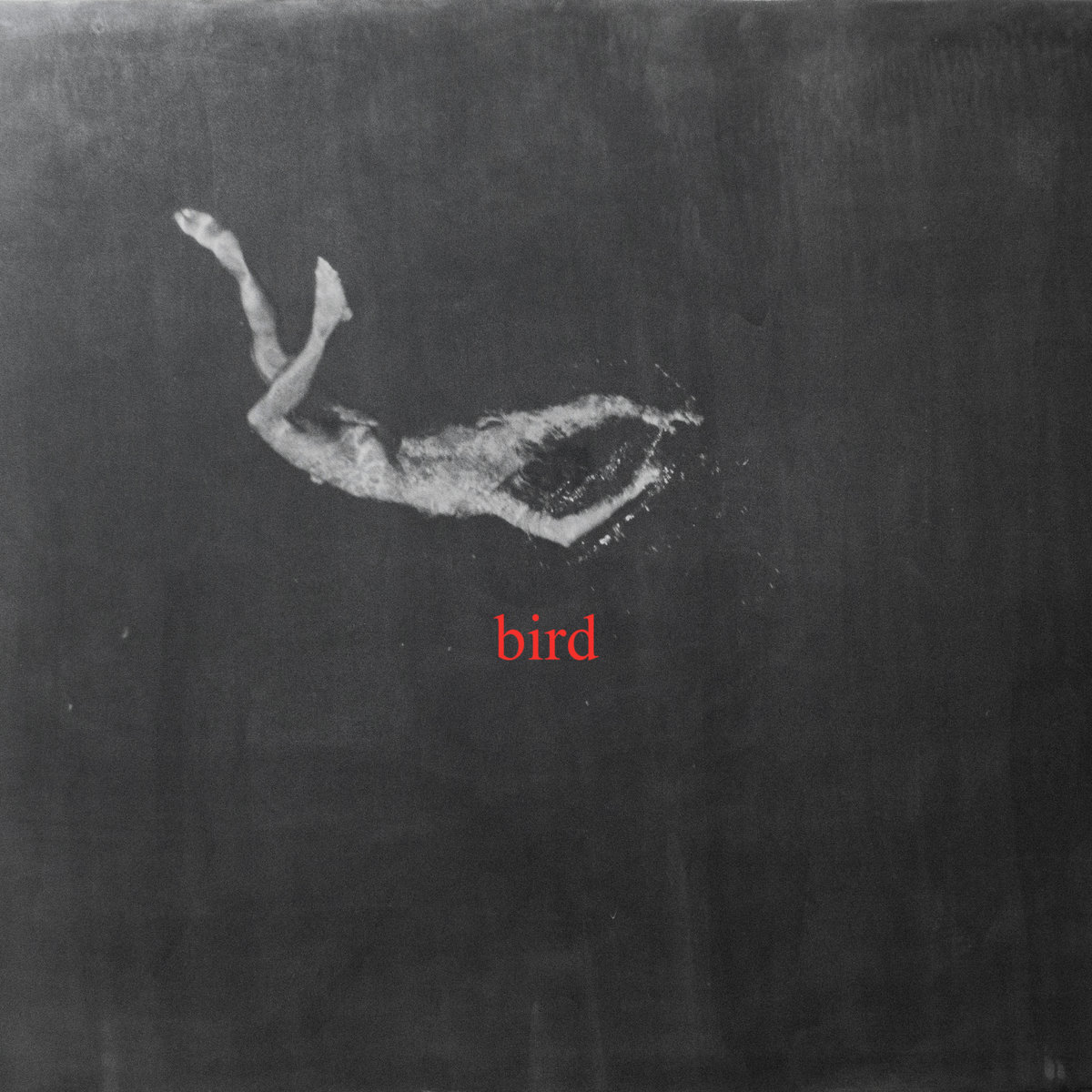 bird by Low Island