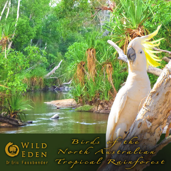 Birds of the North Australian Tropical Rainforest | Wild