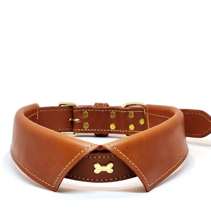 How to Properly Put on a Dog Collars Paw Lane