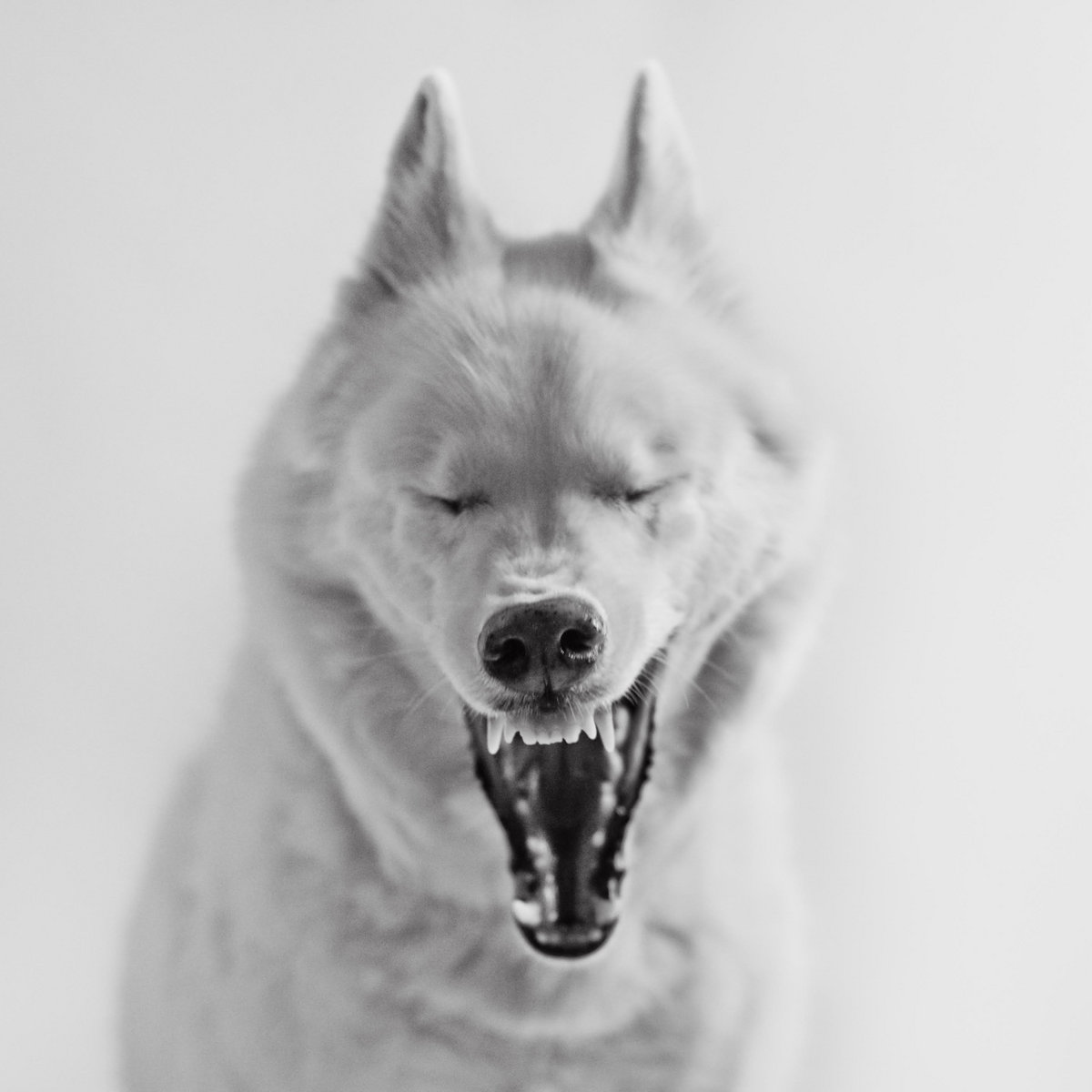 Which Dog Has The Sharpest Teeth