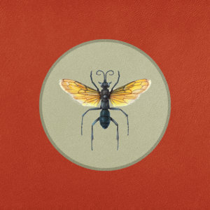 Tarantula Hawk cover