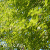 Willows Cover Art