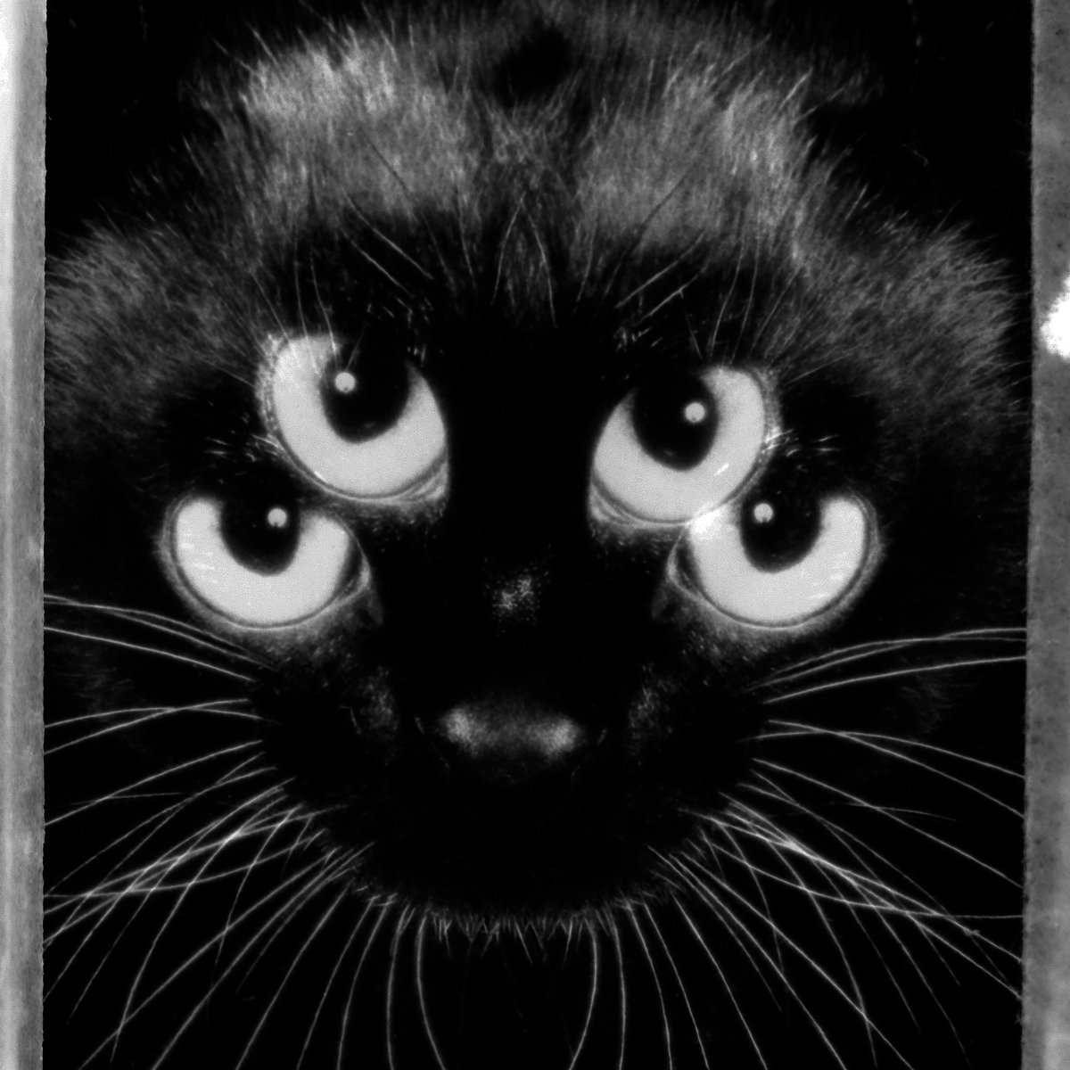 Chapéu de sol de algodão para gato com buracos para orelha, aba redonda,  cachorro, gato, balde, proteção solar ao ar livre, bonés para animais de  estimação, para cães pequenos e médios - AliExpress, image size:1200x1200