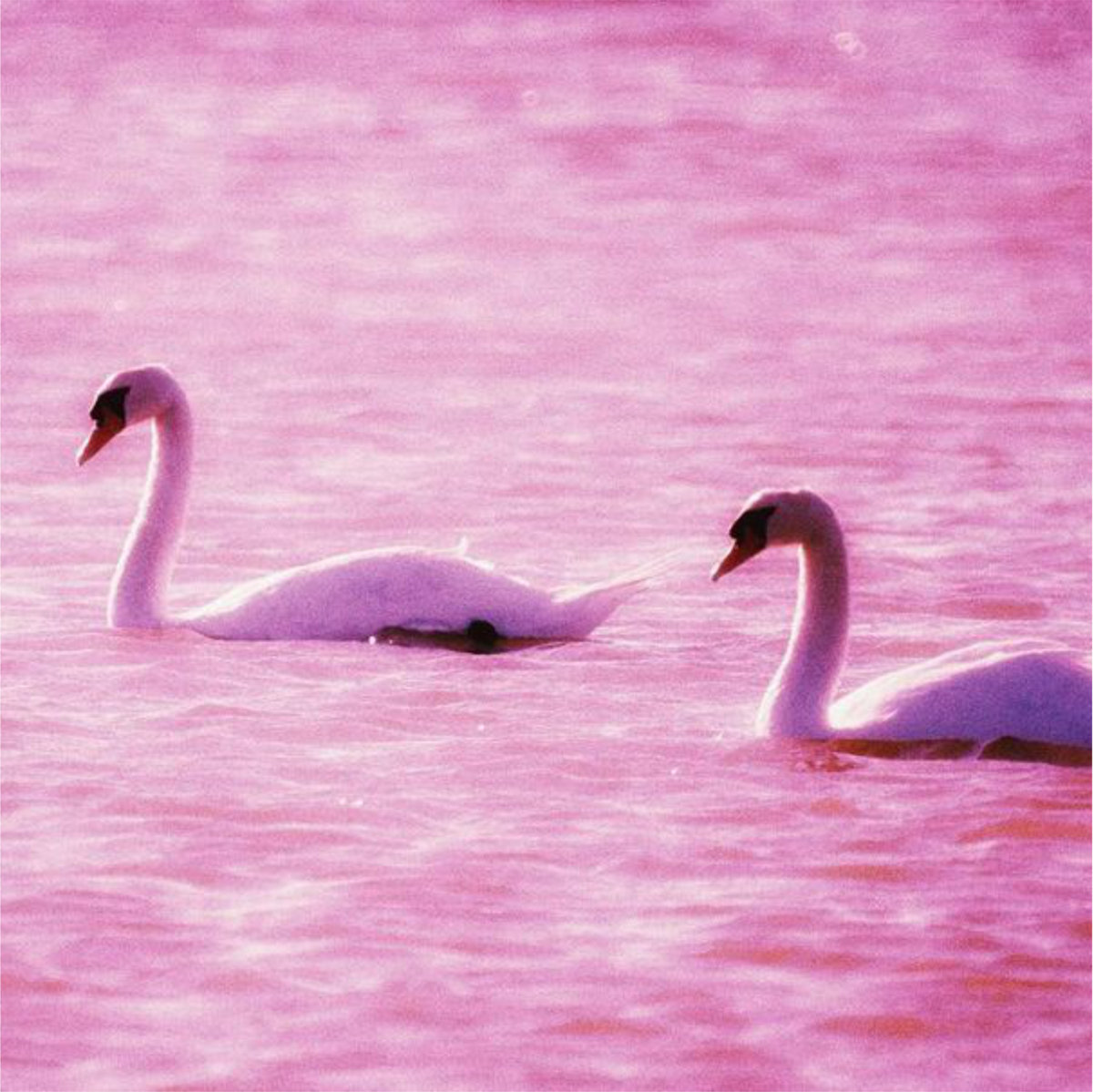 Pink Memories | Elfjada