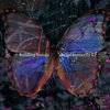 social butterfly EP Cover Art