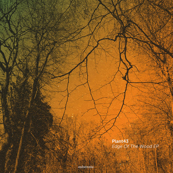 Edge of the Wood | Plant43 | Plant43