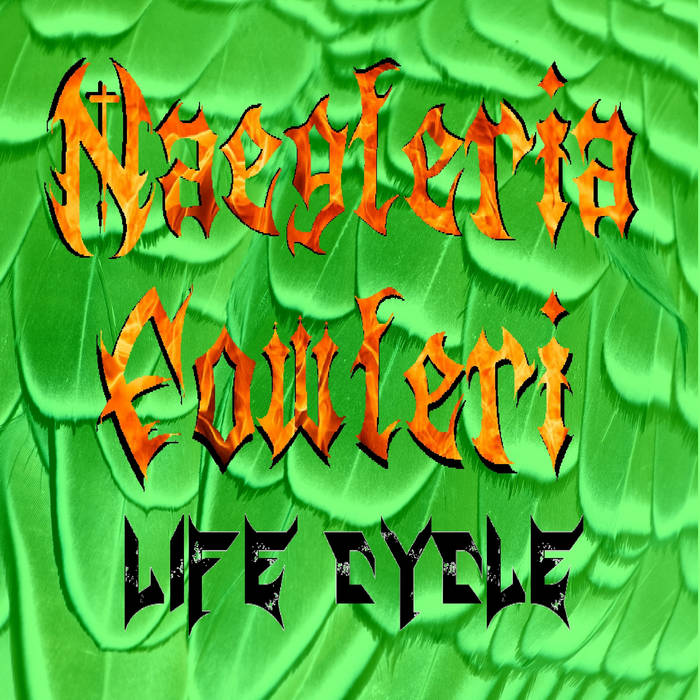 Life Cycle | Naegleria Fowleri