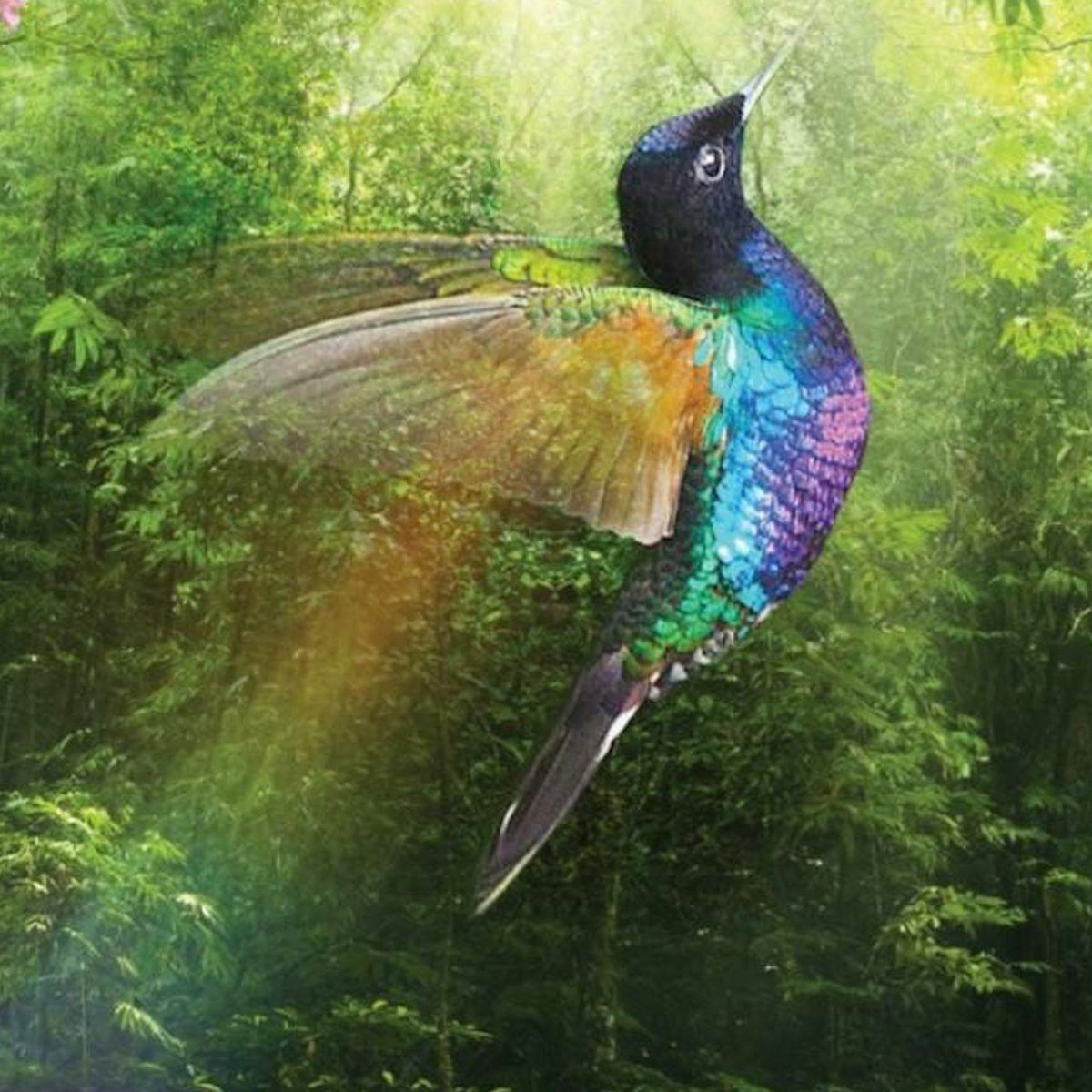 Sou Beija Flor Colibri Dna Colibri Dna