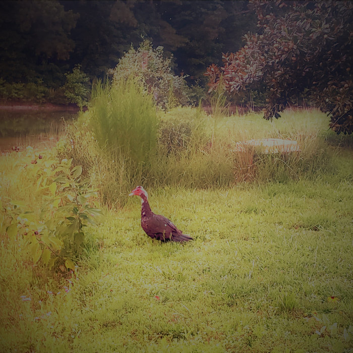 Lemonade Pond Ryan Finch