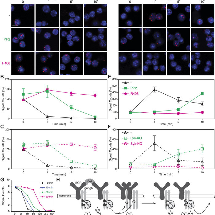Mattila Geometry Of Sets And Measures Djvu To Pdf Aldijav