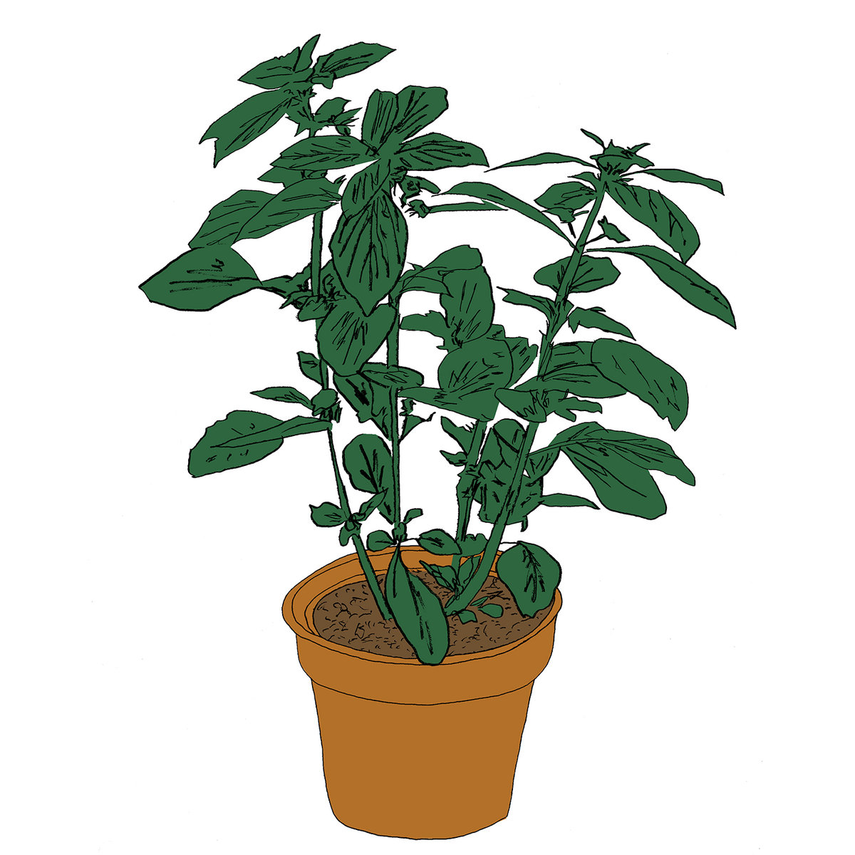 Music To Watch Seeds Grow By 008: Salamanda (Basil) by Salamanda
