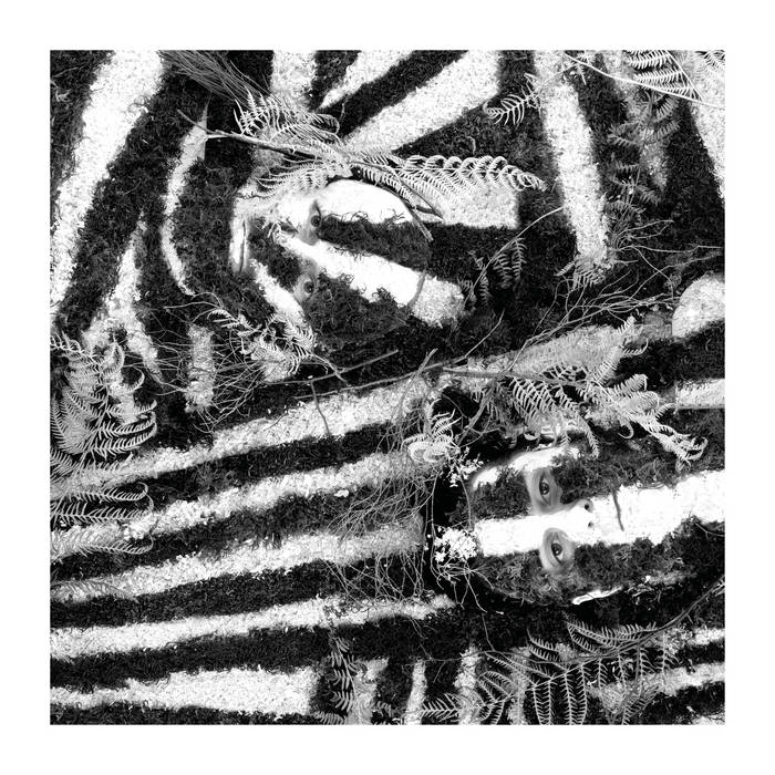 Razzle Dazzle | Blackbird Hill