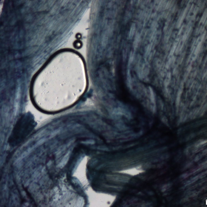 onion root cap 100x magnification (February 2016) Dreamfield Ranger
