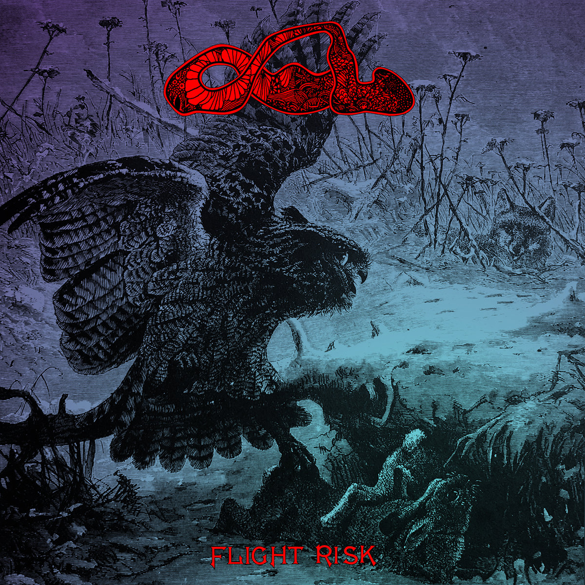 Owl | Owl