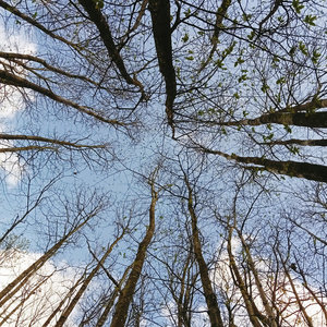 Svarte Skogen EP cover