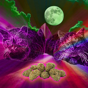 Stray CatsChris Karns, Casual Commander cover